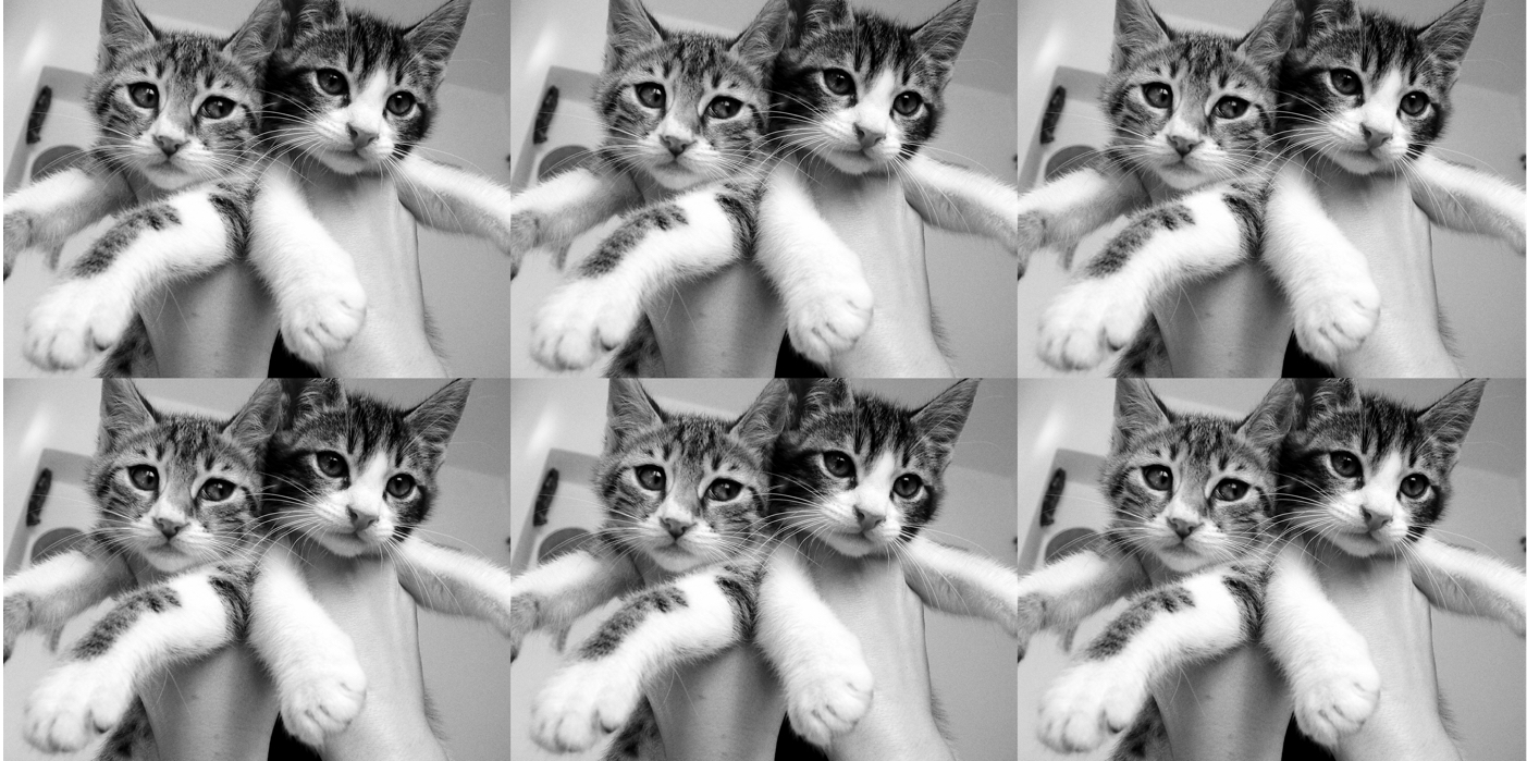 Related Cats