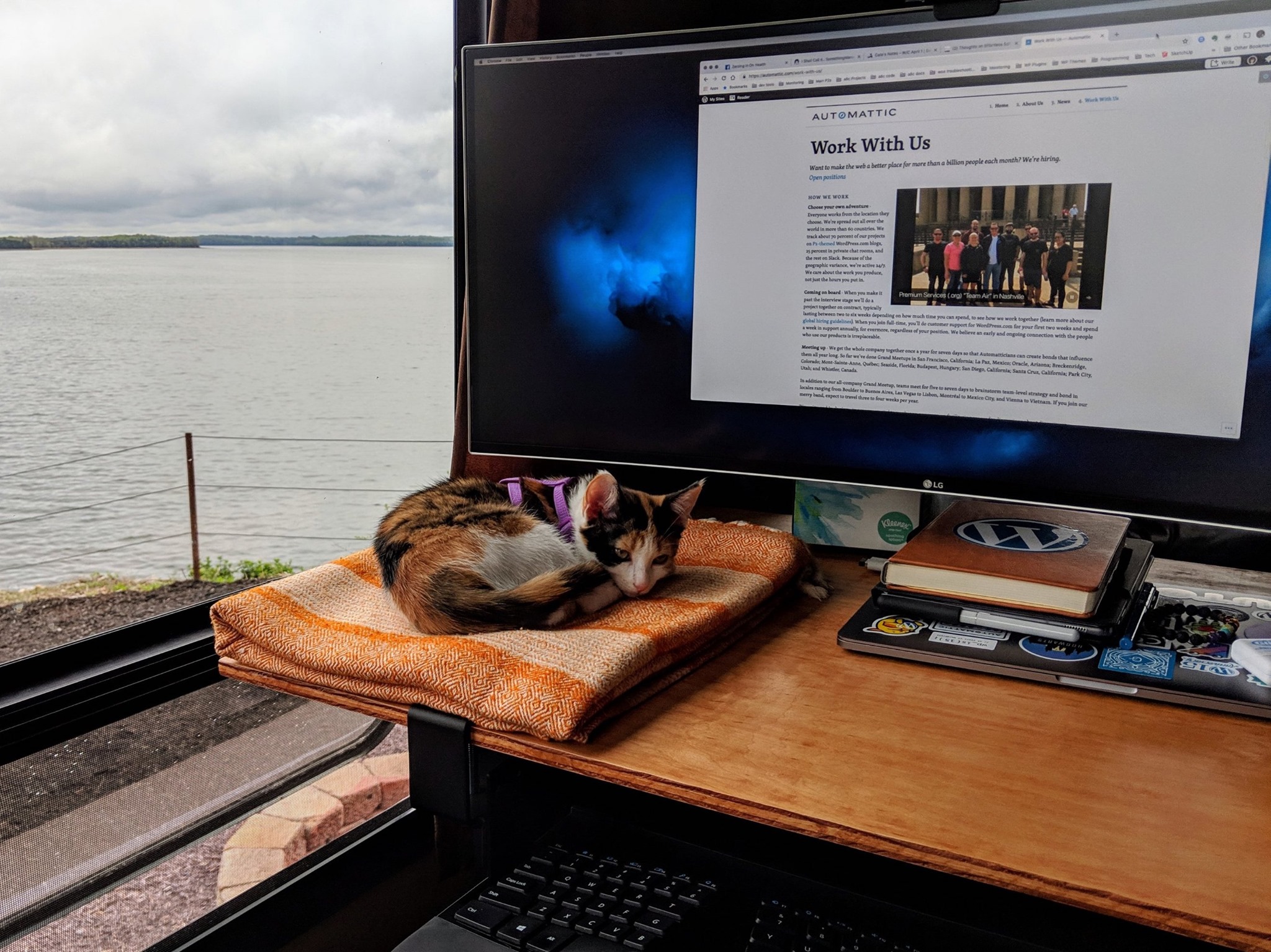 desk outside with a kitten