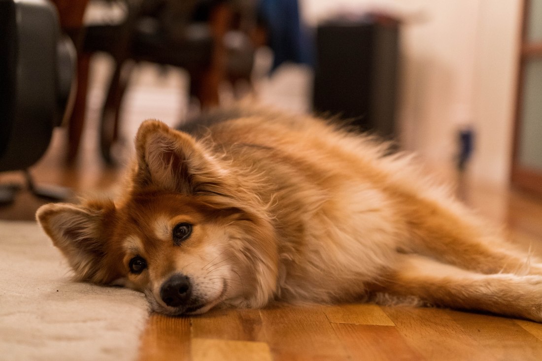 Jason's dog Tera lounging on the floor