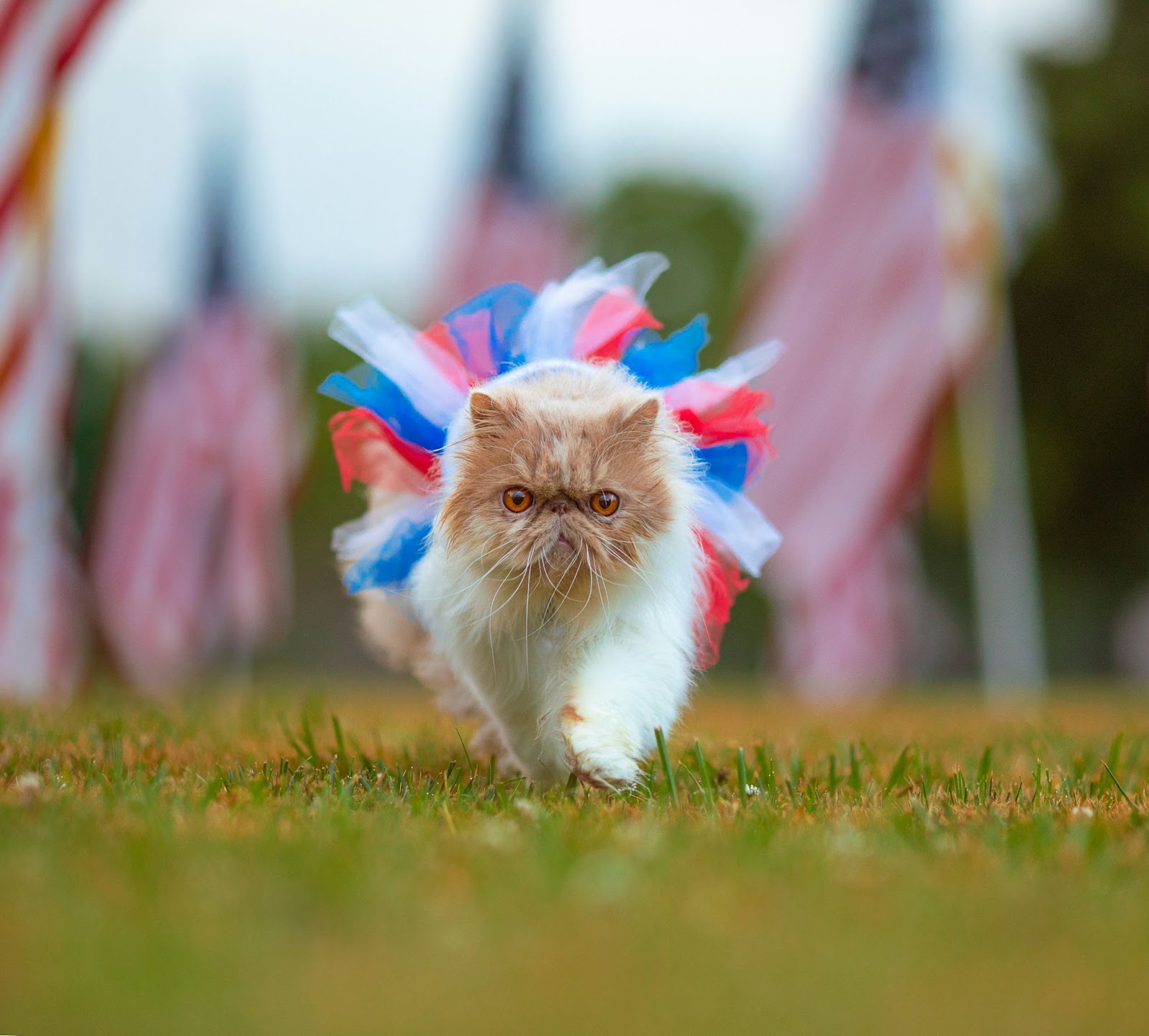A fluffy cat walking outside and wearing a red, white, and blue tutu with American flags in the background.