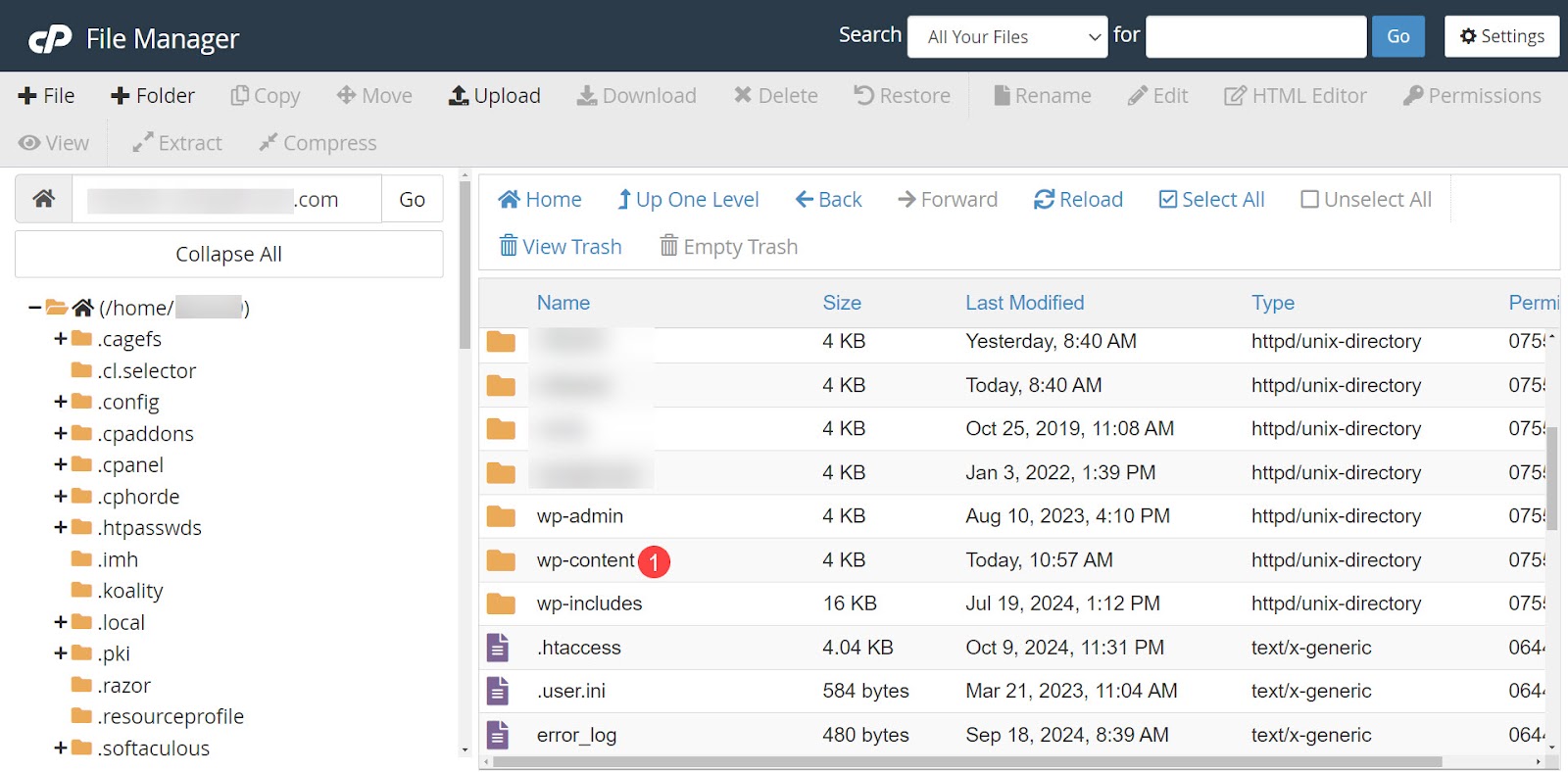 the wp-content folder in file manager